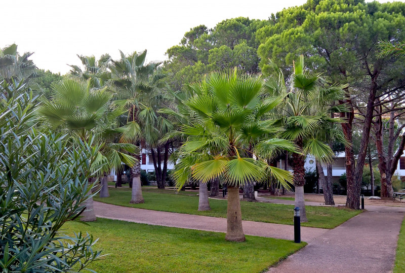 Verot Maria Stella Calvi Corse